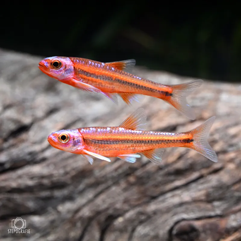 Bestseller Rainbow Shiner, Regenbogenelritze (Notropis chrosomus DNZ)